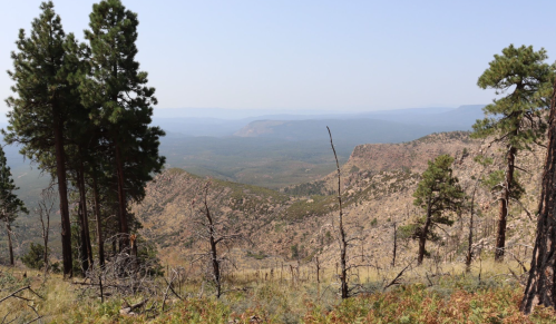 A scenic view of mountains and valleys, framed by tall pine trees under a clear sky.