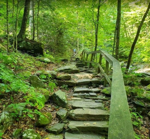A rocky path winds through a lush green forest, with wooden railings and trees lining the trail.