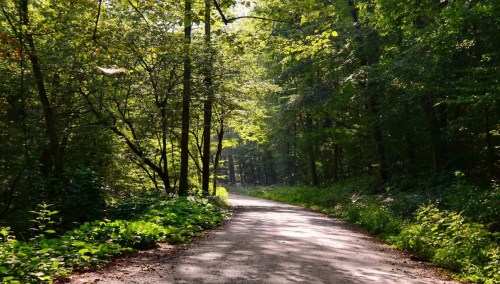 A serene forest path lined with lush greenery and dappled sunlight filtering through the trees.