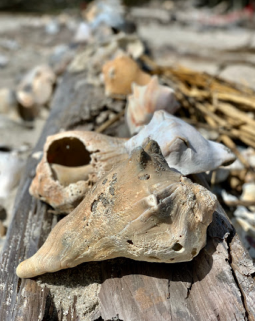 Close-up of various seashells resting on a weathered log on a sandy beach.