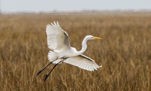 A white heron in flight over a field of tall, golden grass.
