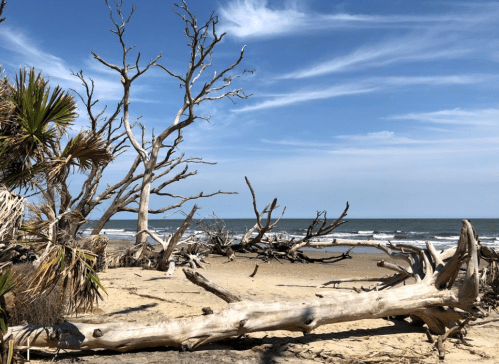 A beach scene featuring driftwood and bare trees against a blue sky and ocean waves in the background.