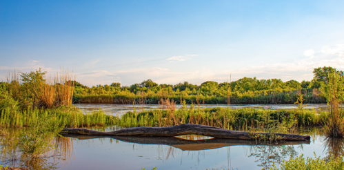 A serene river scene with lush greenery, a fallen log, and a clear blue sky reflecting on the water's surface.