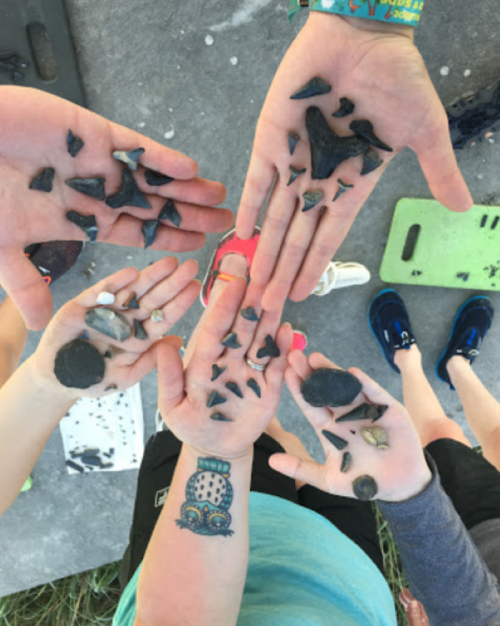 A group of hands holding various shark teeth and fossil fragments, showcasing a collection of black and gray pieces.