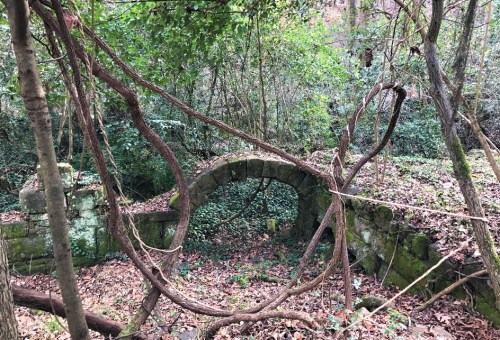 Overgrown ruins with a stone arch, surrounded by trees and vines in a dense, leafy forest.