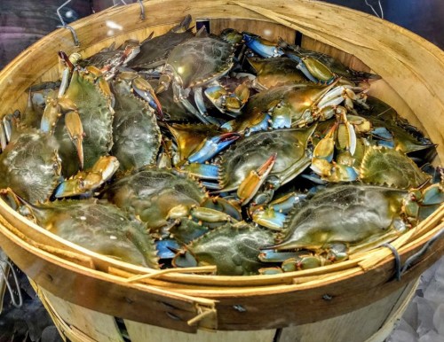 A wooden basket filled with live blue crabs, showcasing their vibrant blue claws and greenish shells.