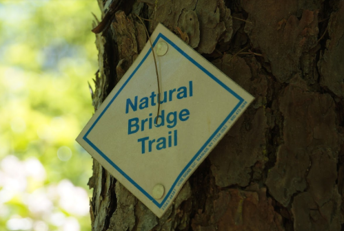 Sign on a tree reading "Natural Bridge Trail" with a blue border and white background.