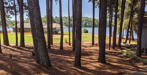 A serene lakeside view through tall pine trees, featuring a house and lush green grass by the water.