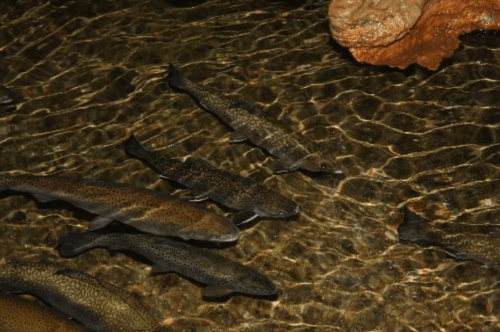 A group of fish swimming in clear water, with a rocky surface visible above.