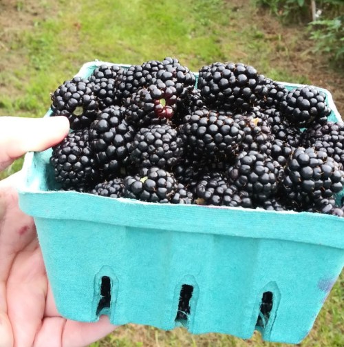 A hand holding a green container filled with fresh blackberries, set against a grassy background.