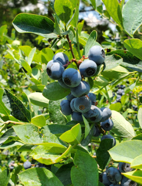 A close-up of ripe blueberries clustered on a bush, surrounded by green leaves under bright sunlight.
