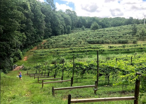 A person walks through a lush vineyard with rows of grapevines, surrounded by green hills and trees under a cloudy sky.