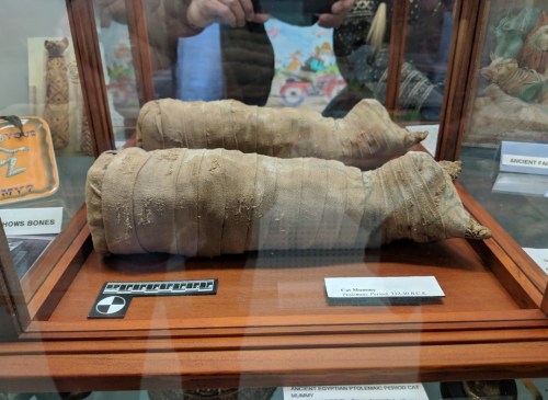 Two ancient cat mummies wrapped in linen, displayed in a glass case with a wooden base.
