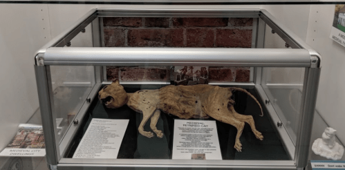 A display case containing a mummified cat, with informational plaques and a brick wall background.