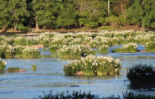 Lush river scene with clusters of white flowers and greenery amidst calm water and trees in the background.