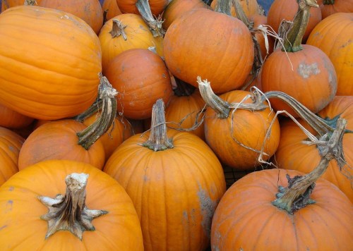 A pile of orange pumpkins with varying sizes and textures, showcasing their stems and vibrant color.