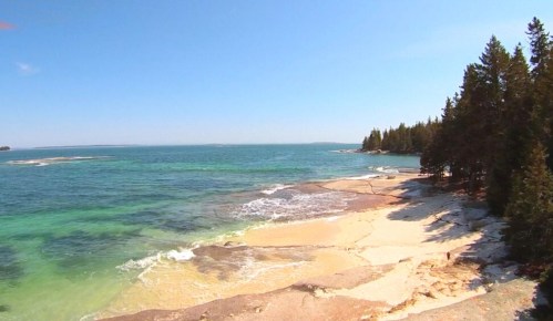 A serene coastal scene with clear blue water, sandy beach, and tall trees under a bright blue sky.