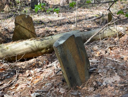 Two weathered stones stand upright in a forest, with a fallen log and scattered pine needles in the background.