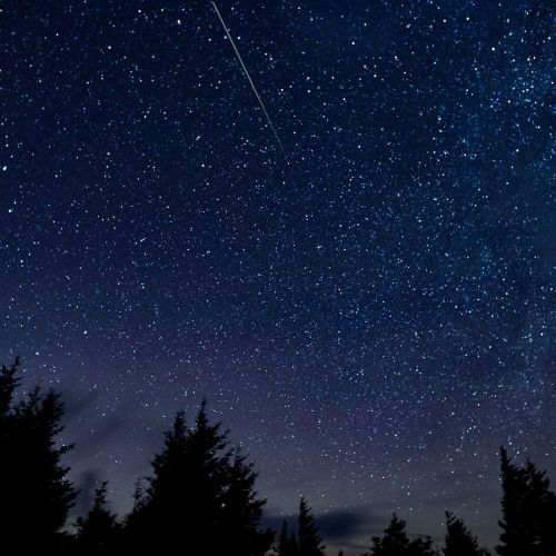 A starry night sky filled with twinkling stars and a shooting star, framed by silhouettes of evergreen trees.