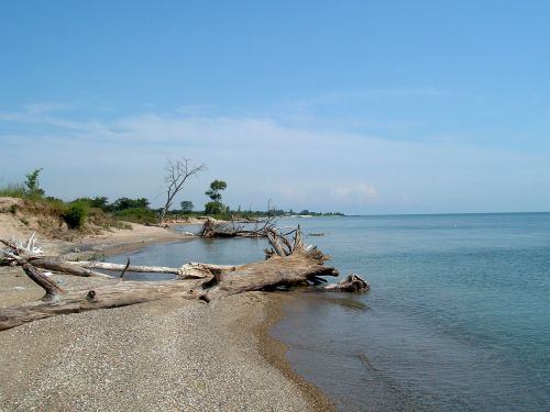 A serene beach scene with driftwood, pebbles, and calm water under a clear blue sky.