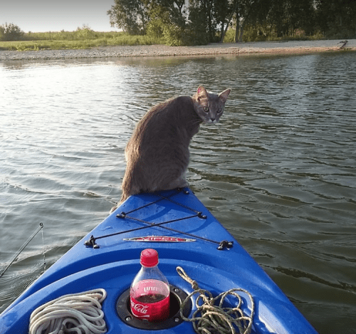 A gray cat sits on the bow of a blue kayak, looking back at the camera, with a bottle of soda nearby.