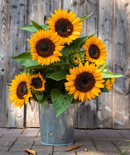 A bouquet of vibrant sunflowers in a metal bucket, set against a rustic wooden background.