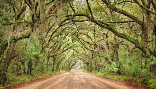 A dirt road lined with lush, moss-covered trees creating a natural canopy overhead.