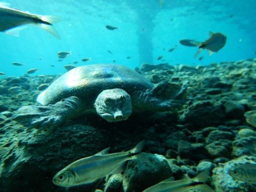 A turtle swims near the ocean floor, surrounded by small fish and rocky terrain, with sunlight filtering through the water.