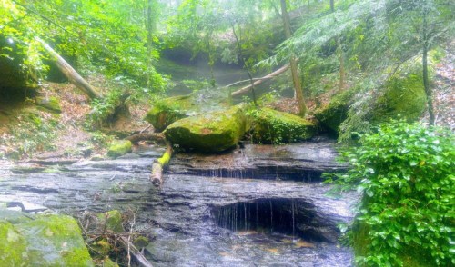 A serene forest scene featuring a small waterfall cascading over rocks, surrounded by lush greenery and trees.