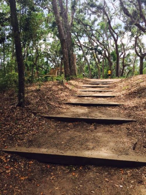 A dirt path with wooden steps leads through a forested area with trees and scattered leaves.