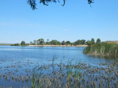 A serene lake scene with tall grasses in the foreground and trees lining the shore under a clear blue sky.