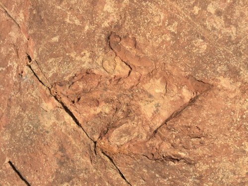 Fossilized dinosaur tracks embedded in a rocky surface, showcasing distinct footprints in earthy tones.