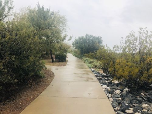 A winding, wet pathway surrounded by greenery and rocks on a cloudy day.