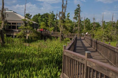 A wooden boardwalk winds through lush greenery, leading to a building surrounded by trees and a blue sky.