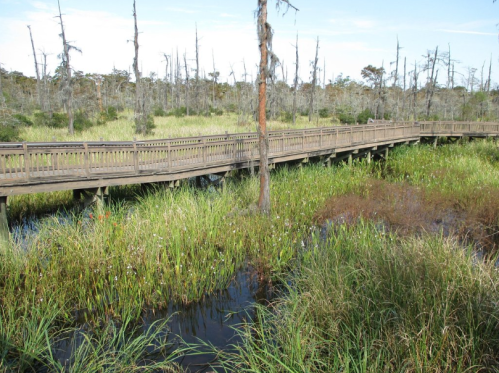 A wooden boardwalk winds through a lush wetland with tall grasses and sparse trees under a clear blue sky.