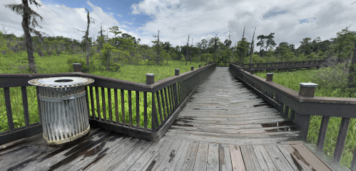 A wooden boardwalk leads through a lush green wetland, with a trash can on the side and trees in the background.