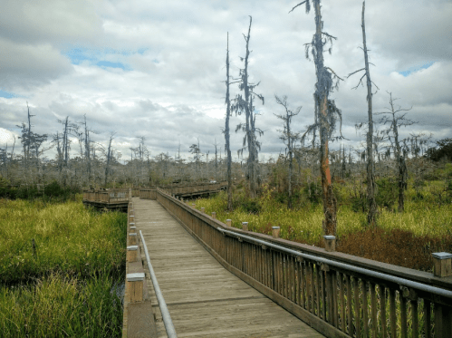 A wooden boardwalk winds through a marshy area with dead trees and tall grasses under a cloudy sky.