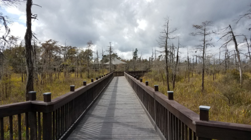 A wooden boardwalk leads through a marshy area with sparse trees and cloudy skies in the background.