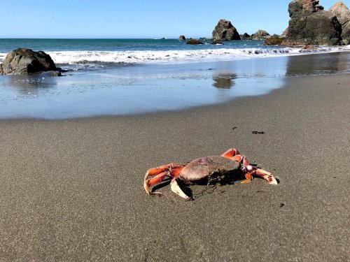 A crab on a sandy beach with gentle waves and rocky formations in the background under a clear blue sky.