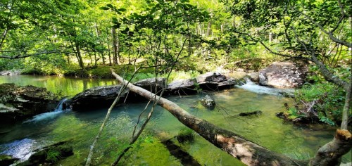 A serene forest scene featuring a clear stream, rocks, and lush green trees reflecting in the water.