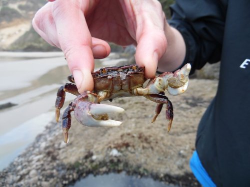 A person holds a crab with prominent claws, standing on a sandy beach with a blurred background.