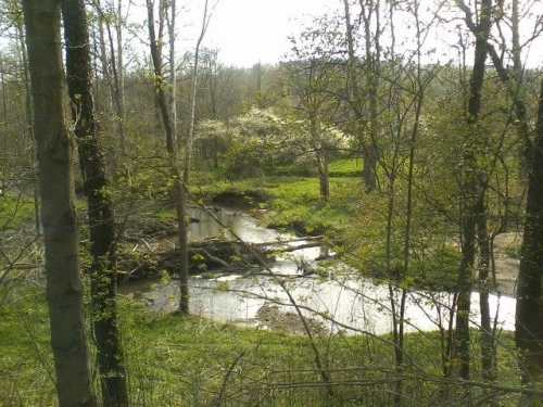 A serene landscape featuring a winding stream surrounded by trees and lush greenery under a bright sky.