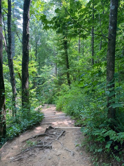 A winding dirt path through a lush green forest, surrounded by tall trees and dense foliage.