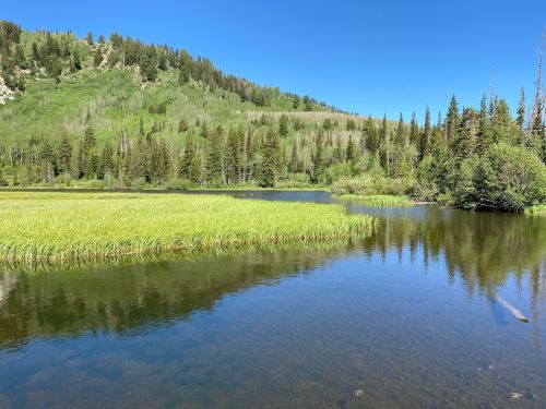 A serene landscape featuring a calm lake surrounded by lush green grass and tall trees under a clear blue sky.