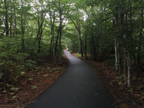 A winding, paved path through a lush green forest with trees lining both sides.