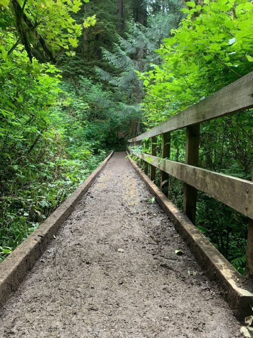 A narrow dirt path leads through lush green foliage, bordered by a wooden railing in a forested area.