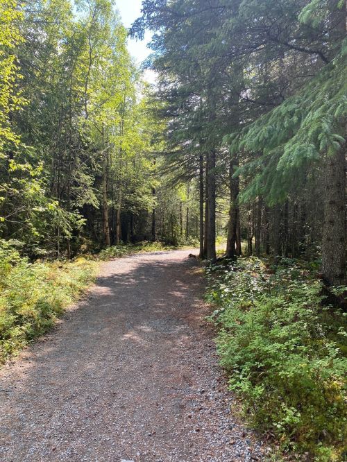 A gravel path winding through a lush green forest with tall trees and dappled sunlight.