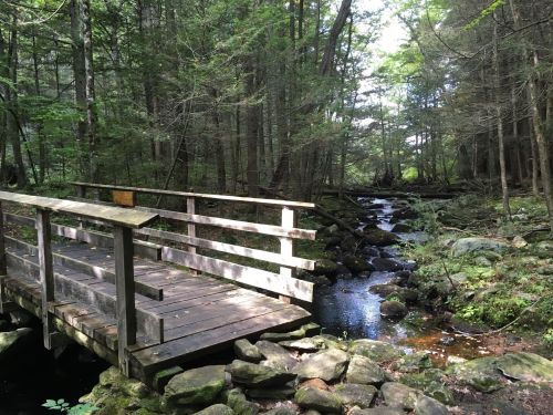 A wooden bridge spans a small stream in a lush, green forest with sunlight filtering through the trees.