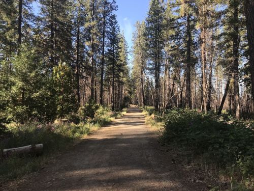A dirt path winds through a forest of tall trees, with greenery and wildflowers lining the sides under a clear blue sky.