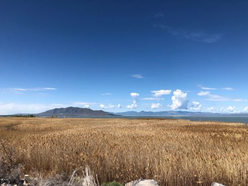 A serene landscape featuring golden reeds, a calm lake, distant mountains, and a blue sky with fluffy clouds.
